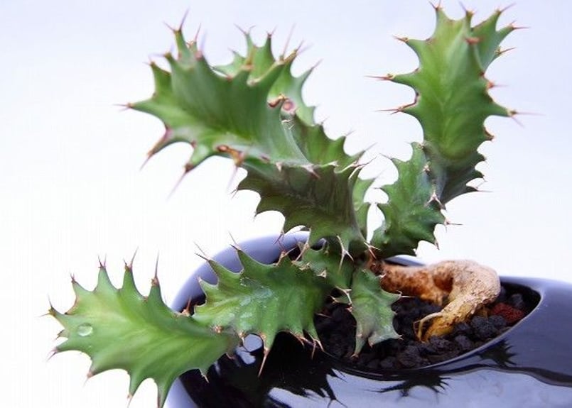 ユーフォルビア トルチラマ | mana's farm:塊根植物・アガベ・ドライ