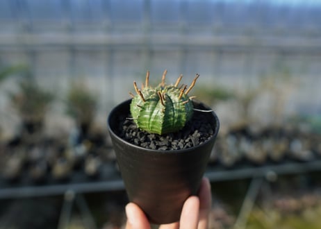 ユーフォルビア　スーパーバリダ　Euphorbia super valida  No.2