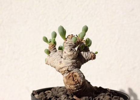 オトンナ　クラビフォリア　 Othonna clavifolia