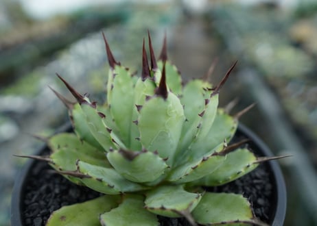 アガベ　マクロアカンサ×ポタトラム　 Agave macroacantha×potatorum　No.6