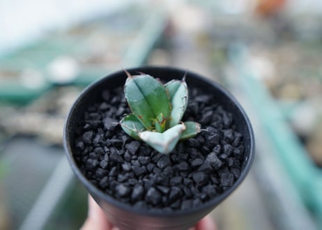アガベ　チタノタ　 ブラックアンドブルー 　Agave titanota black and blue　No.8