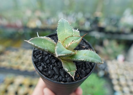 アガベ　チタノタ　FO-76　Agave titanota  FO-76　No.5