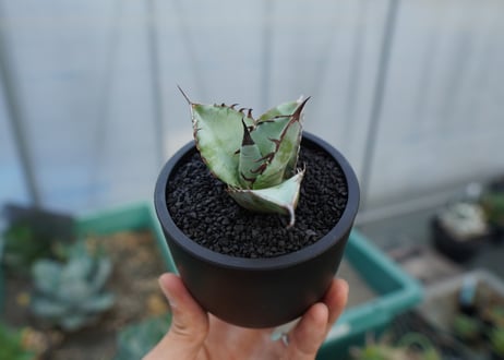 アガベ　チタノタ　ブルー　agave titanota Blue