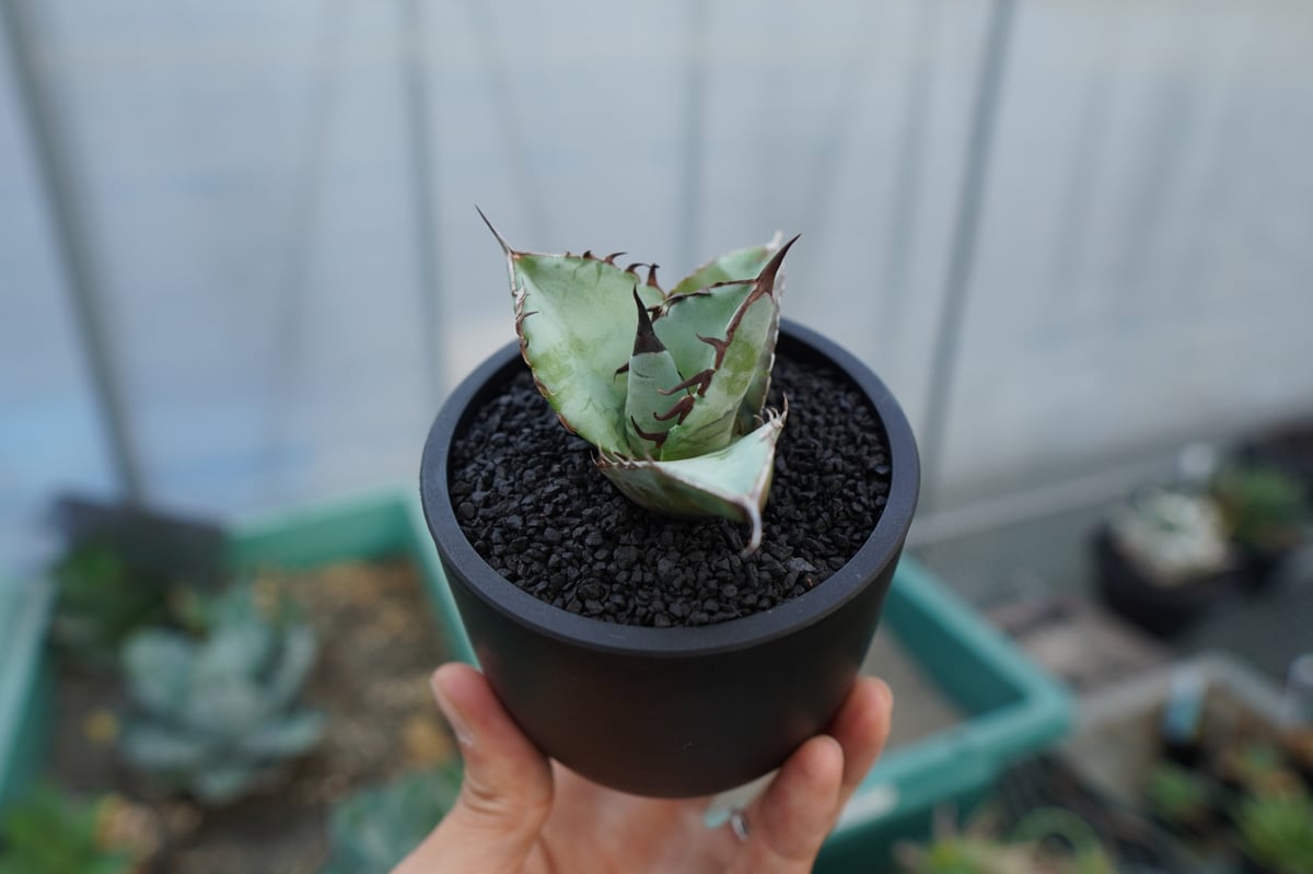 特選　実生アガベ・ティタノータブルー 黒鉢付き 観葉植物 特選実生アガベ・ティタノータブルー 黒鉢付き 観葉植物