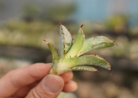Agave titanota 'black and blue'　カキ子　No.5