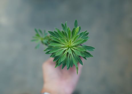 ユーフォルビア　ソテツキリン "パイナップルコーン"　Euphorbia sotetsukirin  No.4