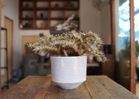 サルコカウロン クラシカウレ　Sarcocaulon crassicaule