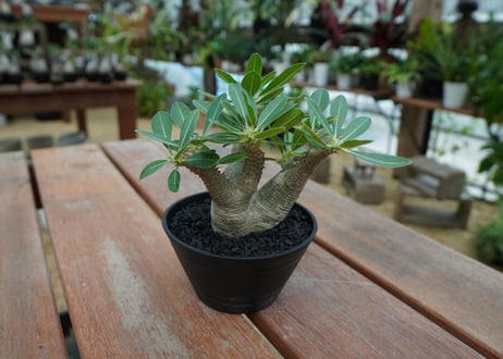 パキポディウム マカイエンセ　Pachypodium makayense　No.10