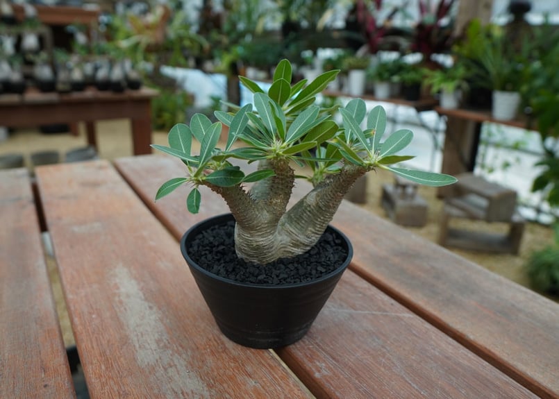 パキポディウム マカイエンセ Pachypodium makayense No.10 | ma