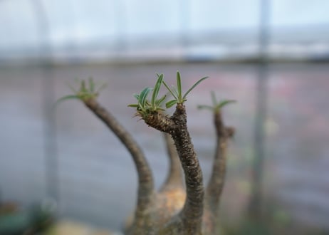 パキポディウム　グラキリス　Pachypodium  Gracilius No.4