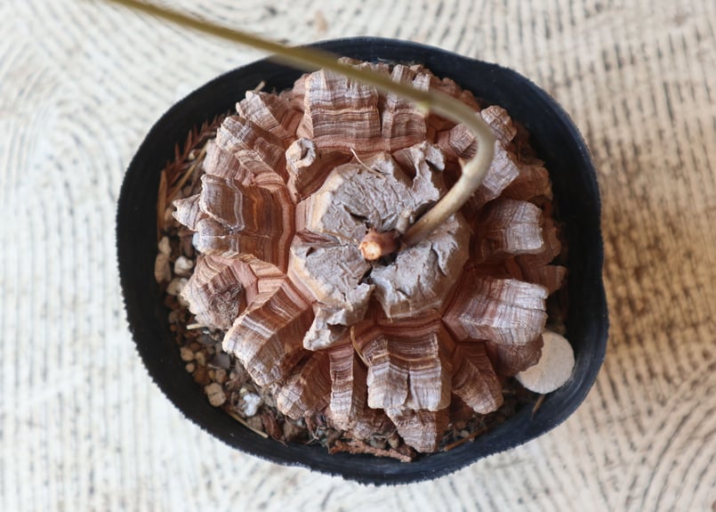 亀甲竜 | mana's farm:塊根植物・アガベ・ドライガーデン植物販売|マナ