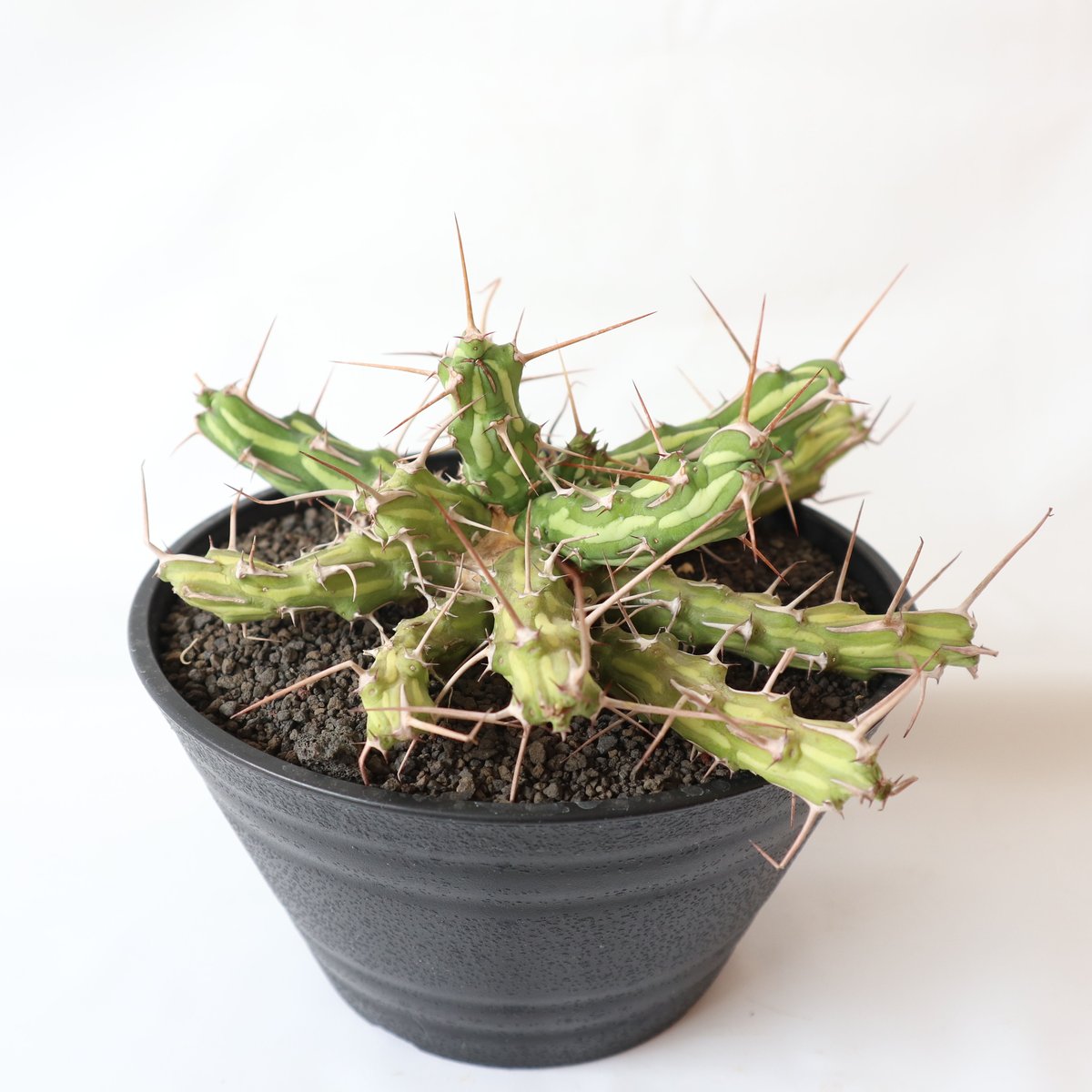 ユーフォルビア アクチノクラダ　実生 ユーフォルビア アクチノクラダ | mana's farm:塊根植物・アガベ