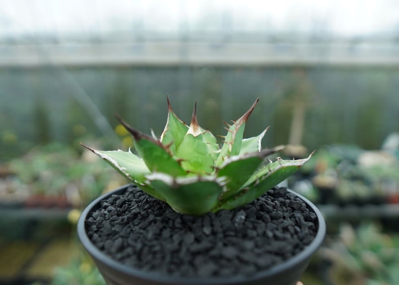 アガベ チタノタ Agave titanota No.10 | mana's farm:塊根植