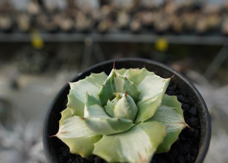 アガベ　王妃雷神錦　白中斑　Agave　“Ohi Raijin Nishiki Shironakahu”   No.1