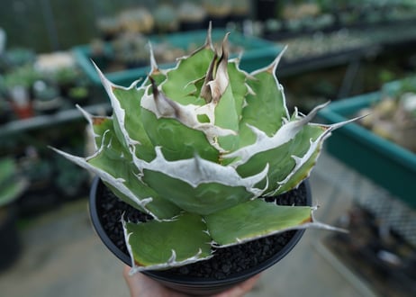 agave titanota 獅子光　Lion light　No.1