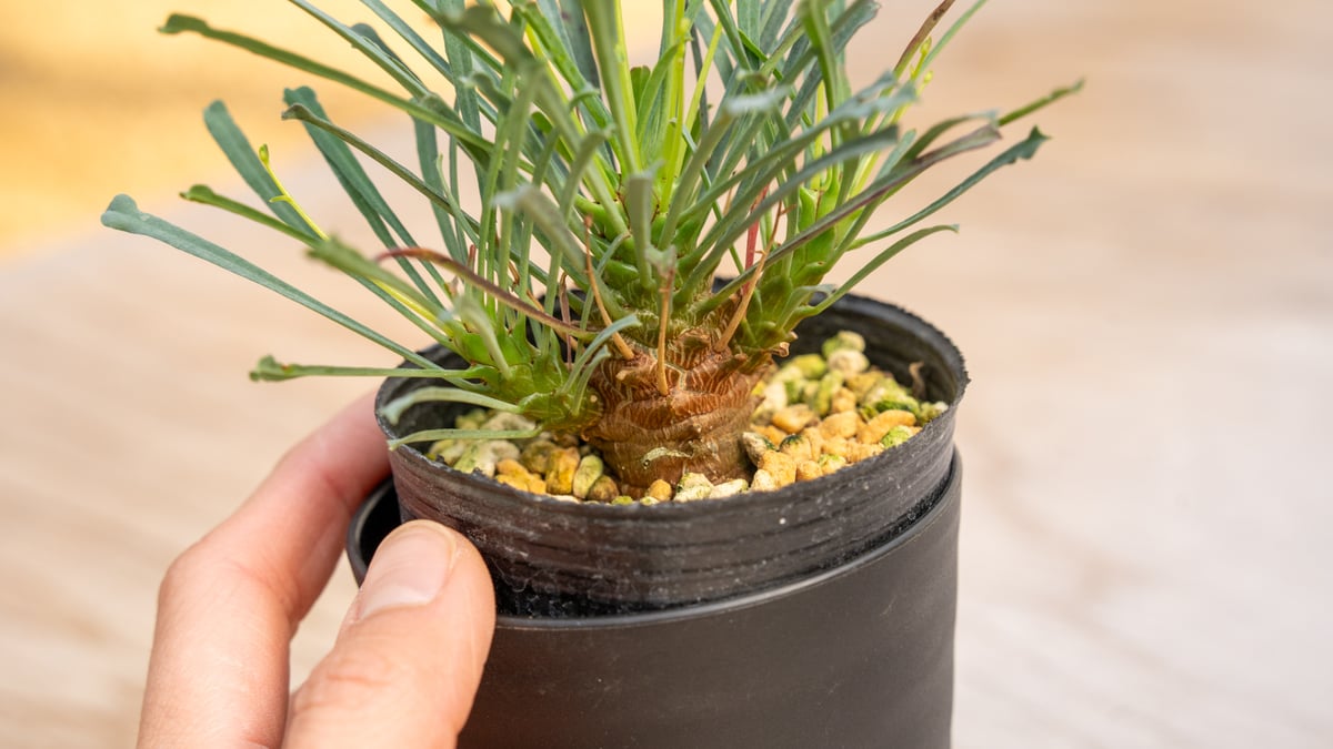 ユーフォルビア ムルチフォリア | mana's farm:塊根植物・アガベ