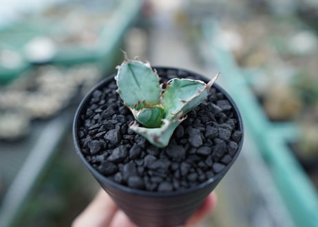 アガベ　チタノタ　 ブラックアンドブルー 　Agave titanota black and blue　No.5
