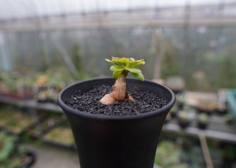 オトンナ　チュベローサ　Othonna tuberosa