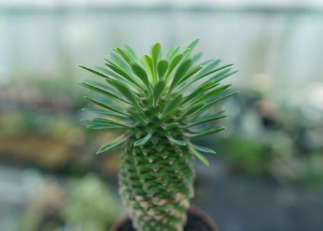 ユーフォルビア　ソテツキリン "パイナップルコーン"　Euphorbia sotetsukirin  No.8