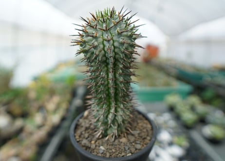 ユーフォルビア　ゼブラホリダ　Euphorbia horrida var. zebrina