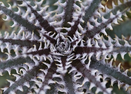 Dyckia meteor