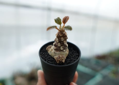ドルステニア フォエチダ Dorstenia foetida　No.3