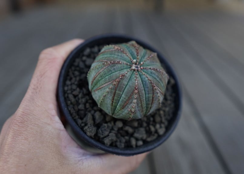 ユーフォルビア オベサ euphorbia Obesa | mana's farm:塊根植物・