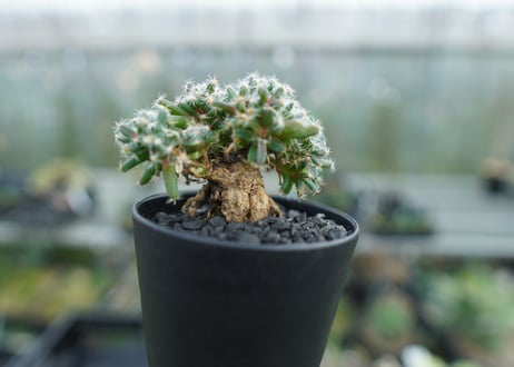トリコディアデマ　デンサム　Trichodiadema densum  No.2