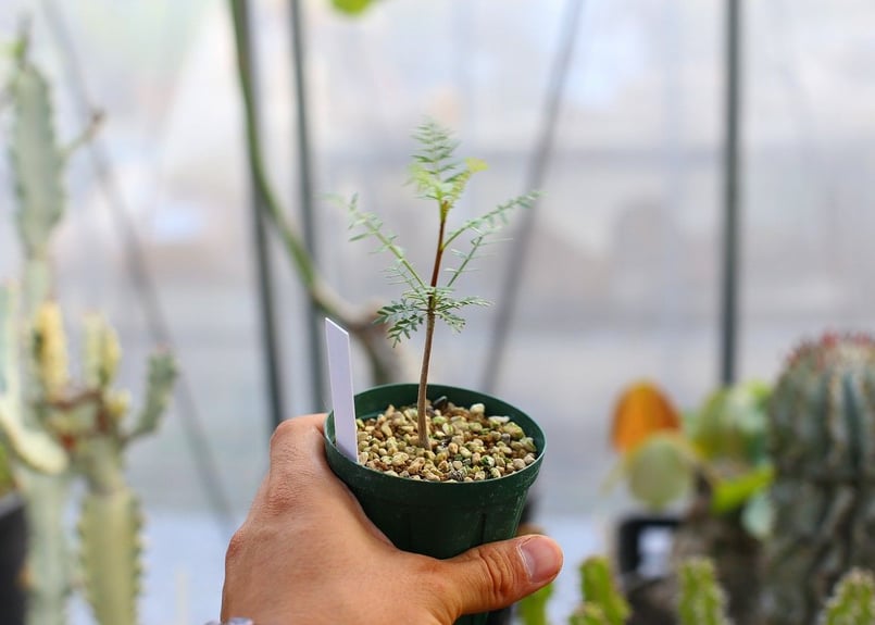 ブルセラ ミクロフィラ | mana's farm:塊根植物・アガベ・ドライ