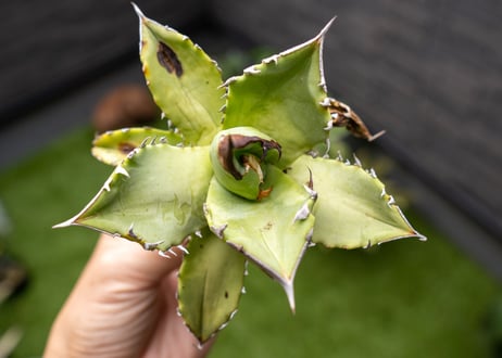 Agave Sowing seeds NO.6