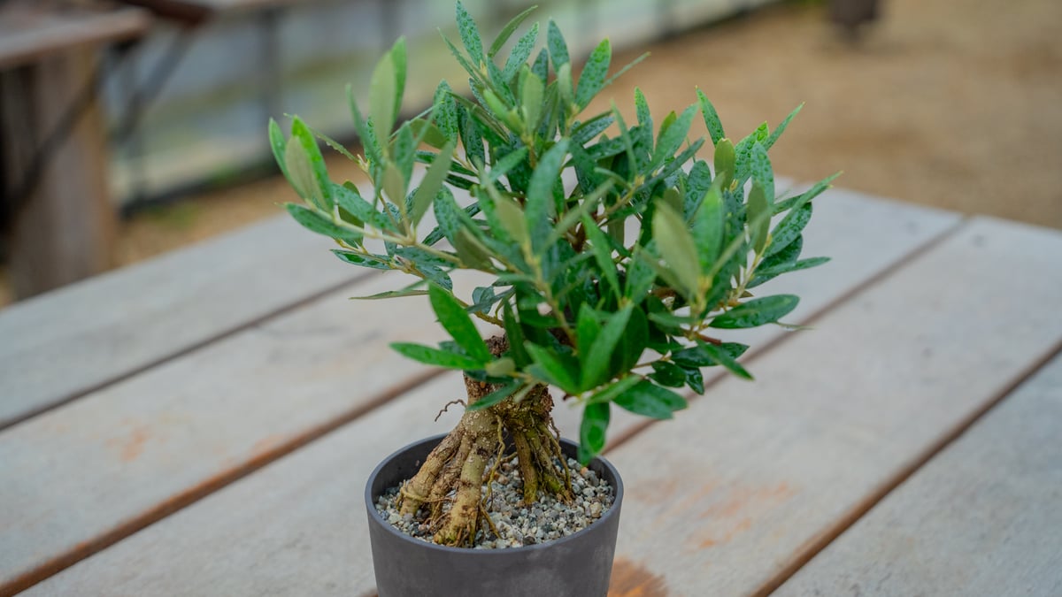 オリーブ(塊根風仕立て)観葉植物 fit=scale-down,w=1200