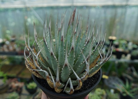 アガベ　ユタエンシス　Agave uthaensis　No.4