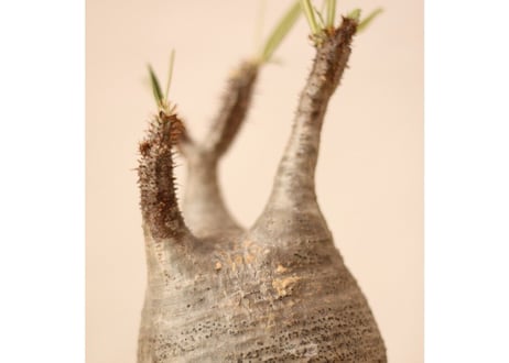Pachypodium Gracilius パキポディウム  グラキリス  №１