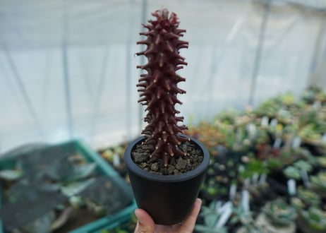 ユーフォルビア　モナデニウム　シューベイ　Euphorbia monadenium schubei