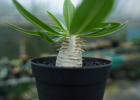 パキポディウム　恵比寿大黒　Pachypodium Densicaule　No.2