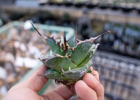 Agave titanota hades No.2