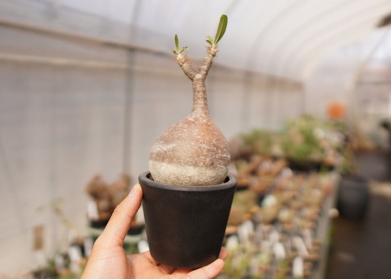 中型 塊根植物 パキポディウム　グラキリス 初登場】A 塊根植物の王様！パキポディウムグラキリス