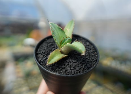 アガベ　チタノタ　FO-76　agave titanota  FO-76　No.7