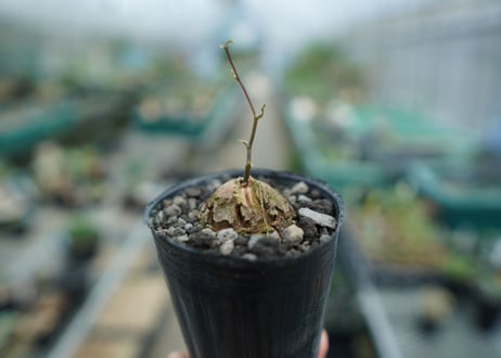 亀甲竜　Dioscorea elephantipes　No.8