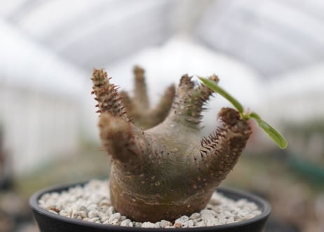 パキポディウム　マカイエンセ　Pachypodium Makayense　NO.2