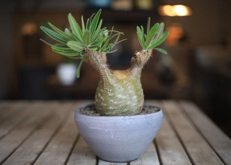 パキポディウム　グラキリス　 Pachypodium Gracilius