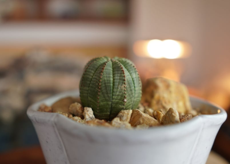ユーフォルビア オベサ Euphorbia obesa | mana's farm:塊根植物・