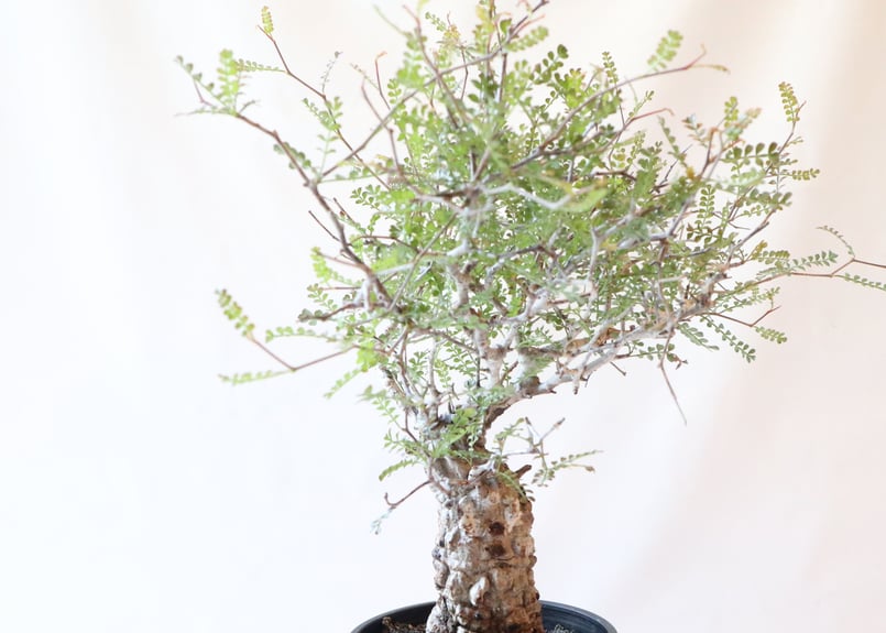 オペルクリカリア デカリー | mana's farm:塊根植物・アガベ・ドライ