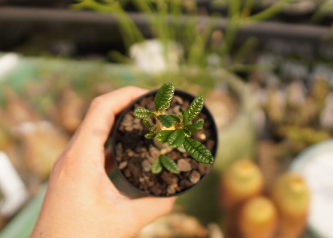 ドルステニア ギガス NO.2 | mana's farm:塊根植物・アガベ・ドライ