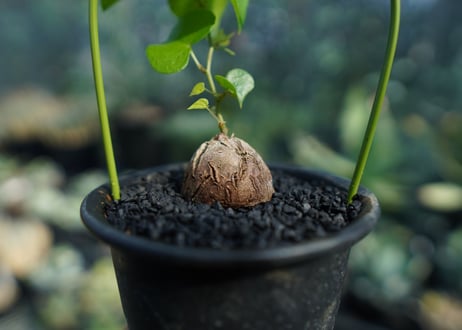 亀甲竜　Dioscorea elephantipes No.2