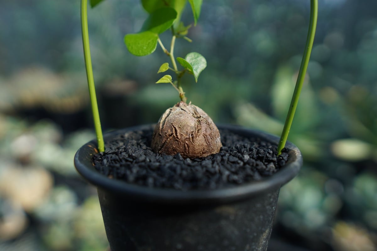 亀甲竜 Dioscorea elephantipes No.2 | mana's farm:塊