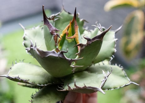 Agave titanota FO-76 A NO.2