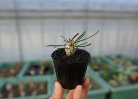 パキポディウム　グラキリス　 Pachypodium Gracilius  No.3