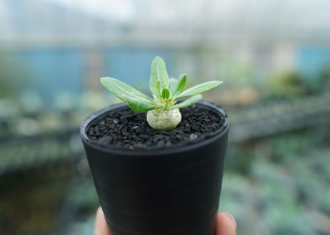 パキポディウム　恵比寿笑い　Pachypodium brevicaule　No.6