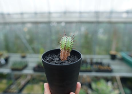 ユーフォルビア　ホリダ　マジョール　Euphorbia horrida major